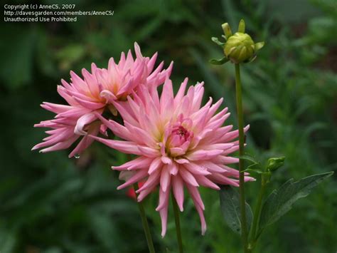 Plantfiles Pictures Heirloom Dahlia Dwarf Cactus Dahlia Park