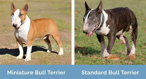 Size Difference Mini Bull Terrier Vs Bull Terrier