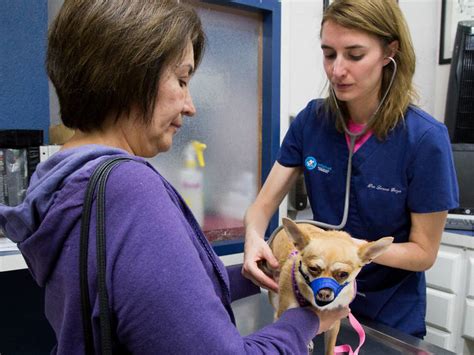 Hospitales Veterinarios Abiertos Las 24 Horas En La CDMX