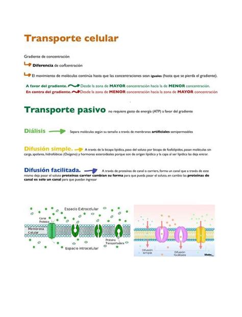 Transporte Pasivo Y Activo Catalina Torres Bello Udocz