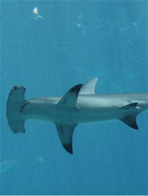 Types of Sharks - Animal Facts and Information