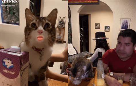 VIDEO VIRAL Gracioso Gato Protagoniza La Mejor Escena De Shrek En Tik