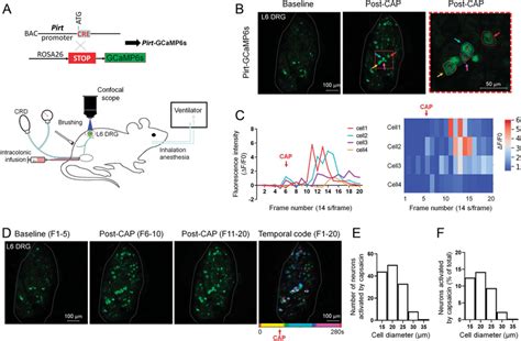 Experimental Setup For In Vivo Optical Imaging Of Drg Neurons A