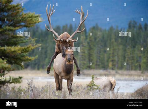 Apareamiento de la vaca fotografías e imágenes de alta resolución Alamy