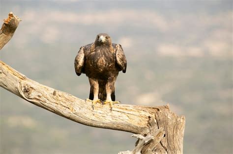 Hembra adulta de águila real en una zona montañosa del mediterráneo con