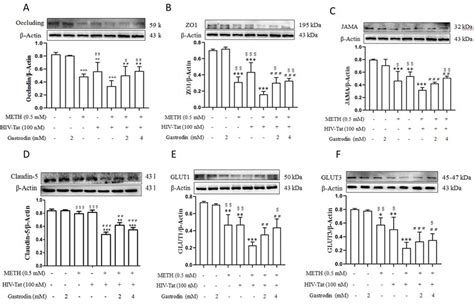 Effects Of Gastrodin Meth Or Hiv Tat Protein On Hcmec D3 Cells A D Download Scientific