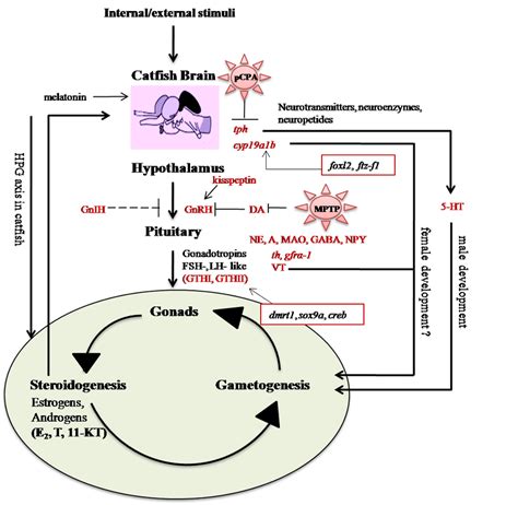 Schematic Representation Of Neuroendocrine Control Of Reproduction In Download Scientific