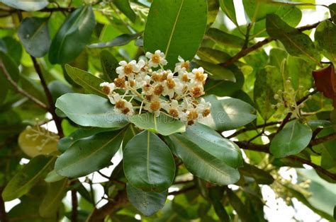 Calophyllum Inophyllum, Flowers Blooming on the Garden Tree. Stock ...