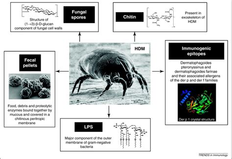 House Dust Mite