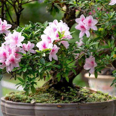 Hibiscus Bonsai Tree Care & Growing Guide