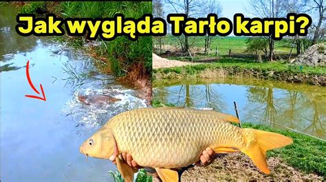 NAGRALIŚMY TARŁO KARPI YouTube