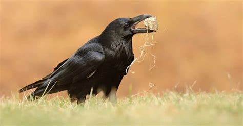 Raven Spirit Animal Symbolism and Meaning