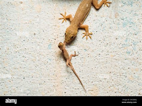 An Asian House Gecko Hemidactylus Frenatus Also Known As The Common