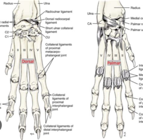 Diagram Of Ligaments Of The Carpus Metacarpus Proximal And Distal