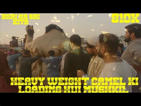 HEAVY WEIGHT CAMEL KI LOADING HUI MUSHKIL SHAPUR KANJRA MANDI