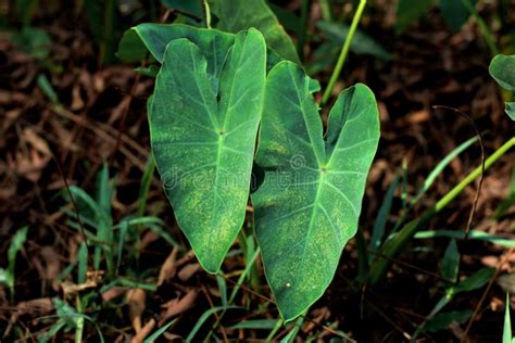 Lindas Folhas Gigantes De Taro Verde Colocasia Esculenta Folhas Verdes