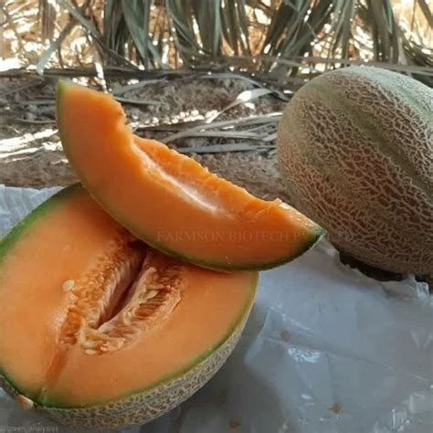 99 Green Fb Lana F1 Hybrid Muskmelon Seeds Packaging Type 3 Layer