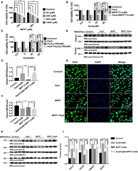 Hydralazine Prevents The Mpp And H 2 O 2 Induced Cell Death In