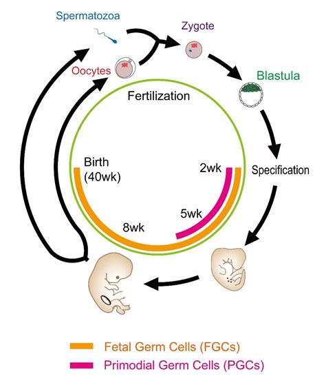 生命科学学院汤富酬课题组在Molecular Cell发表综述 系统总结人类生殖系细胞发育的分子机制研究 北京大学校友网