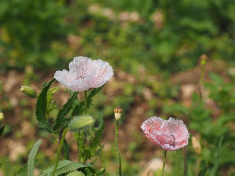 Free Images Nature Blossom Meadow Leaf Petal Botany Flora