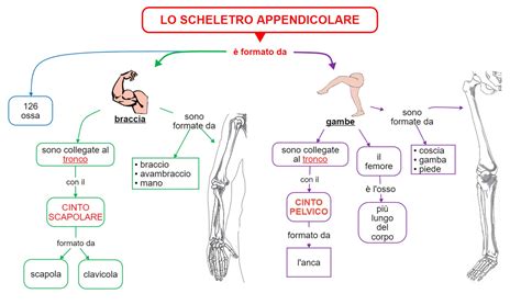 Scheletro Appendicolare Mappa Concettuale