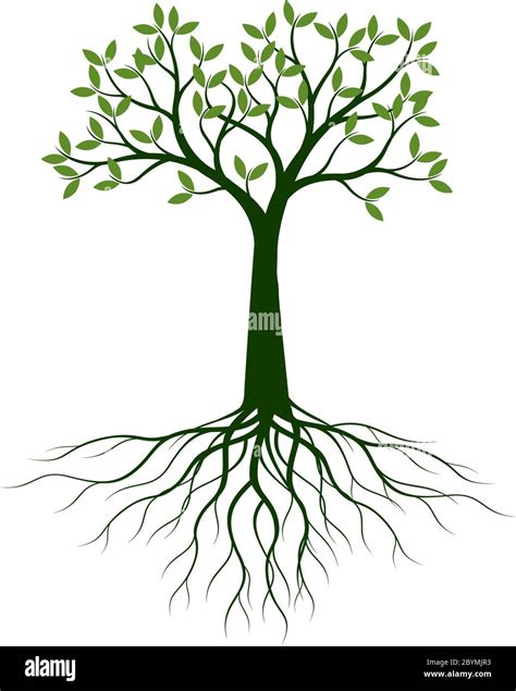 Green Spring Tree With Roots Vector Outline Illustration Plant In