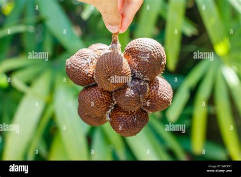 A hand holding a bunch of fresh Salak Bali or Snake fruit. Bali ...