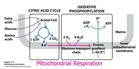 Tca Cycle And Oxidative Phosphorylation Extended Diagram Quizlet