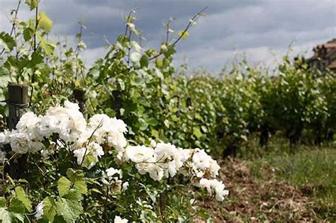 Discover The Awe Inspiring Wines Of Etienne Sauzet Burgundy