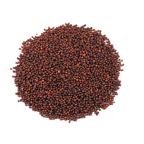 Mustard Seeds Types And Its Uses Veggies Info Veggies Info