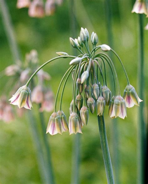 16 Pretty Allium Varieties to Add an Explosion of Color to Your Garden