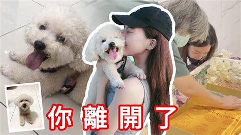 奎丁7年愛犬不敵腎臟病 「送醫途中突離世」她痛哭不捨：真的很想你｜四季線上4gtv