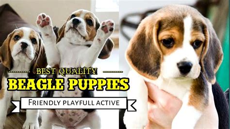 So cute puppeis beagle for sale | best quality | family dog breed | beagle facts in hindi - YouTube