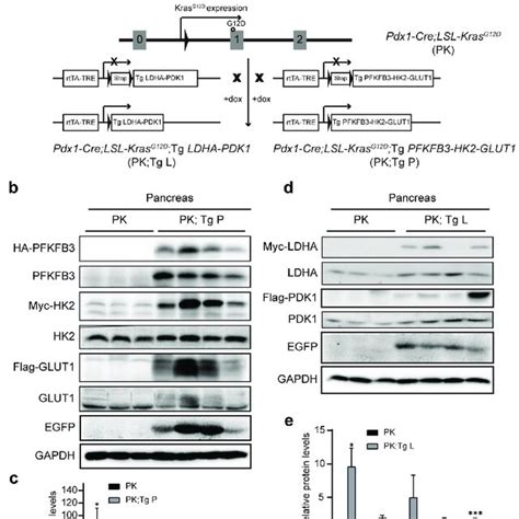 The Pancreatic Expression Of The 2 Sets Of Glycolytic Enzymes In A