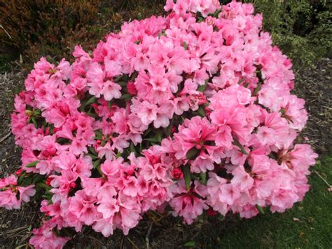 Dwarf Mountain Laurel Varieties