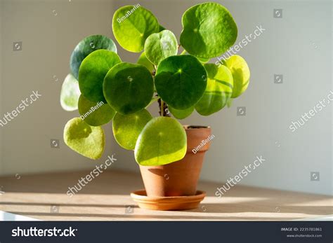 Closeup Pilea Peperomioides Houseplant Terracotta Pot Stock Photo