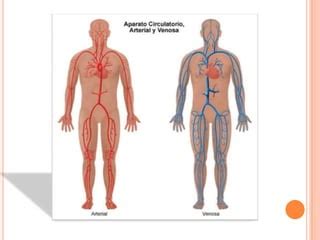 Sistema Cardiocirculatorio Ppt