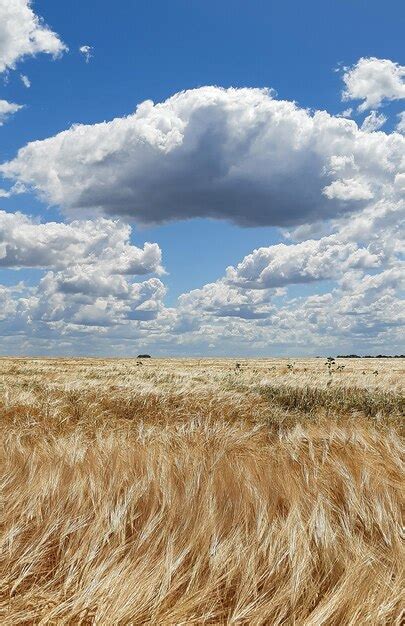 Un Gran Campo De Cebada Madura Contra El Cielo Azul Con Nubes Y Sol