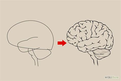 How To Draw A Brain Google Search Brain Drawing Brain Art Anatomy Art