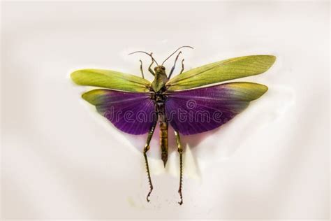 Albipes De Titanacris Del Saltamontes Con Las Alas Separadas Foto De