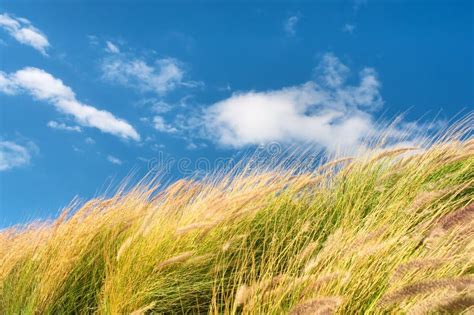 Wheat Field Against Skies On Windy Day Stock Image Image Of Lifestyle