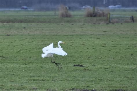 Vroege Vogels Foto Vogels Grote Zilverreiger