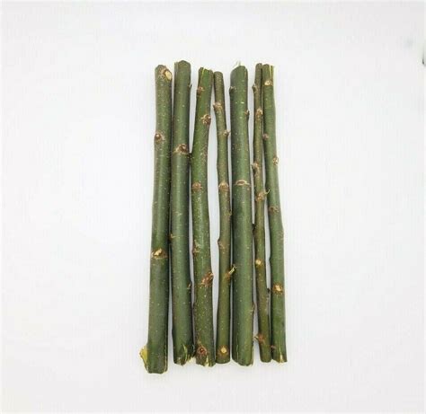 44 Hybrid Aussie Willow Tree Cuttings Fastest Growing Tree In The World