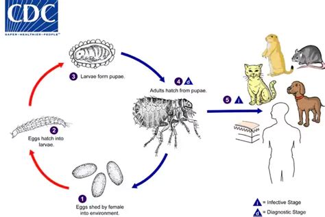 Xenopsylla Cheopis Morphology Life Cycle Control Biology Notes Online