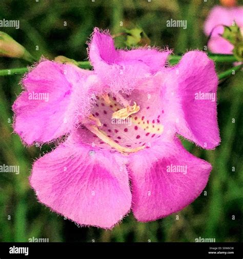 Purple False Foxglove Flower Close Up Agalinis Purpurea Stock Photo