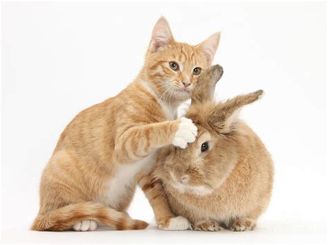 Ginger Kitten With Sandy Lionhead Cross Photograph By Mark Taylor Pixels