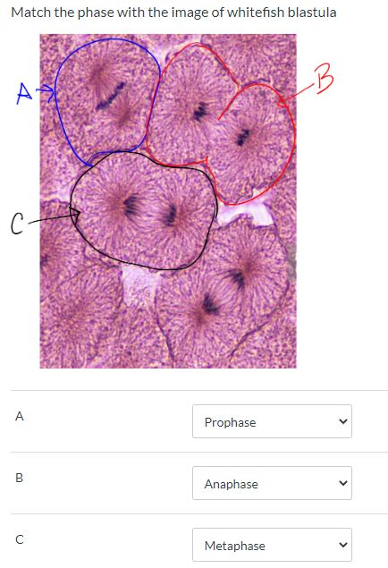 Solved Match The Phase With The Image Of Whitefish Blastula Chegg