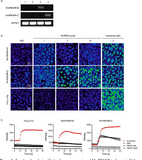 Figure From Functional Analysis Of Pheromone Biosynthesis Activating