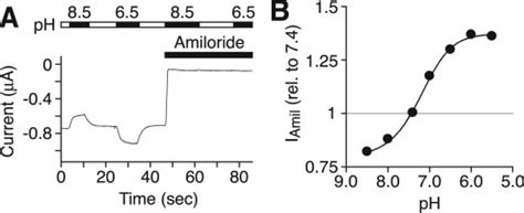 Extracellular Protons Modulate Human ENaC Current A Representative