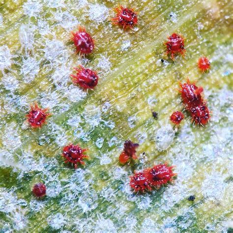 Palm Raoiella Indica Red Palm Mite Raoiella Indica The Flickr